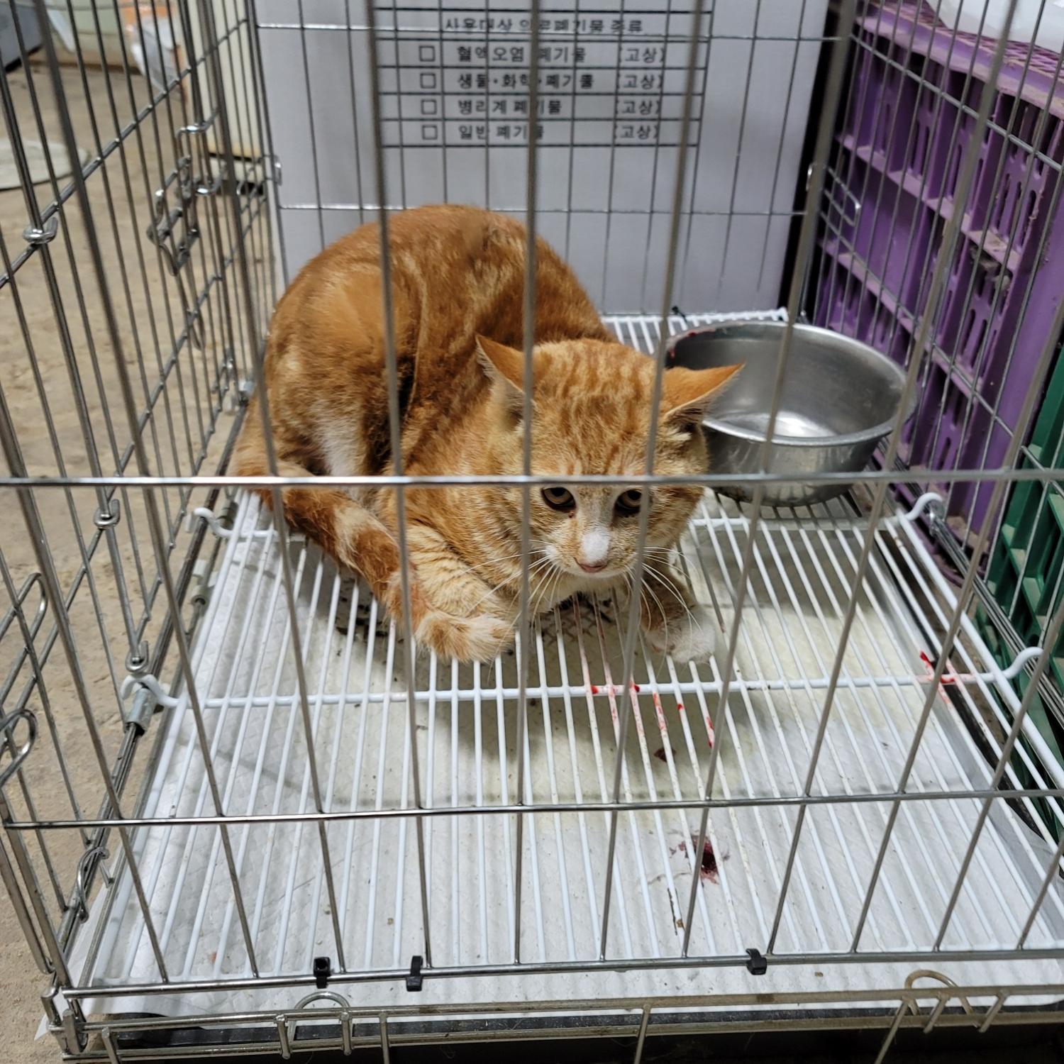 평택시유기동물보호소_441391202400231
